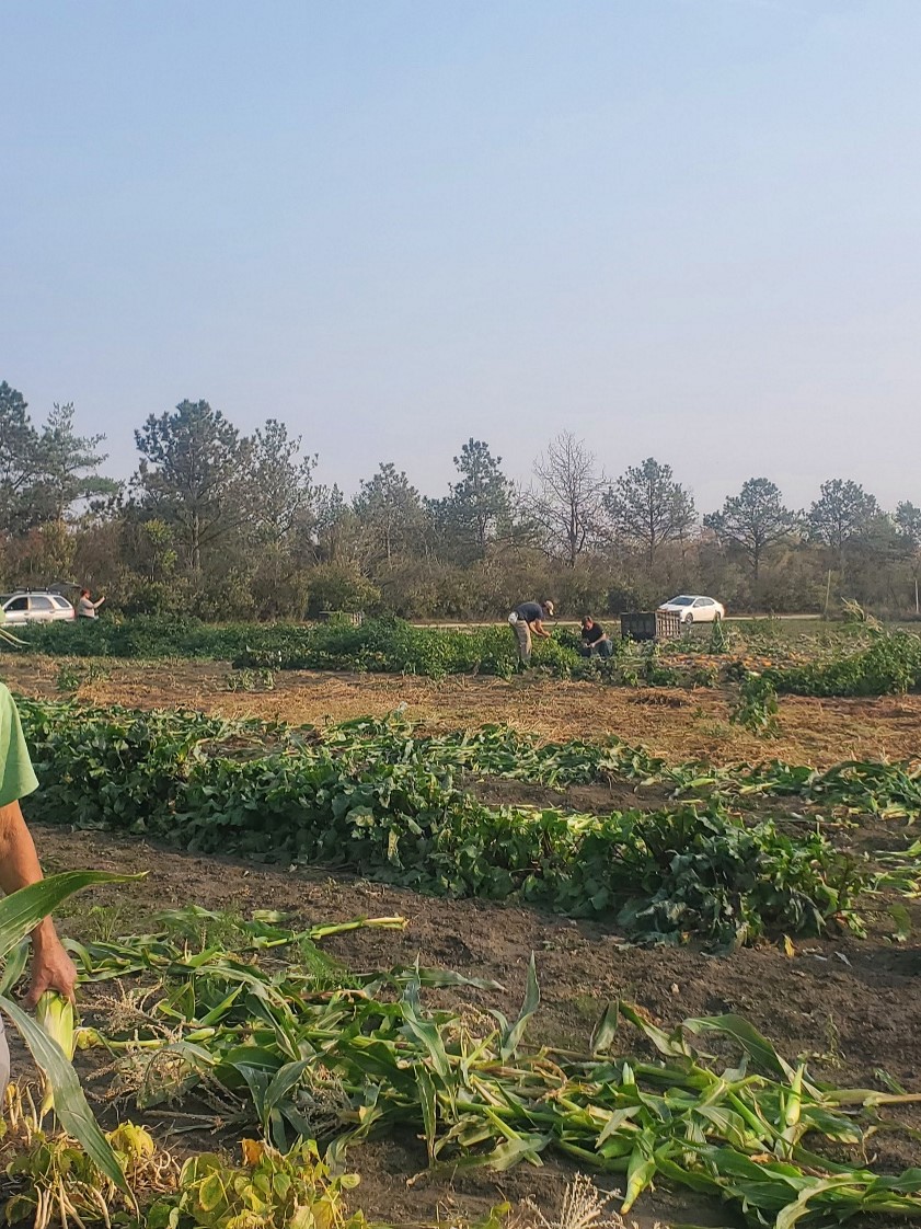 The Horticulture Club Community Garden on 14th St