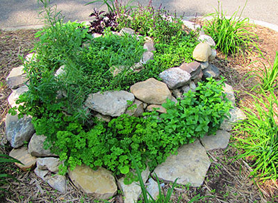 The herb spiral outside of the University of Saskatchewan University Club